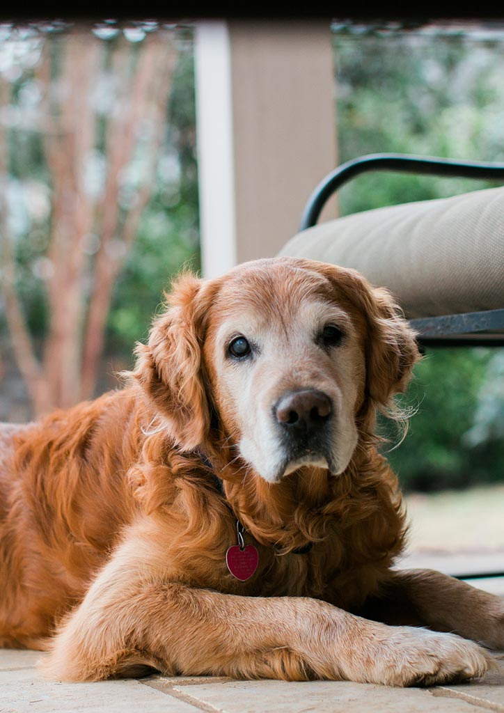 Mountain View Pet Crematory